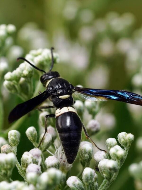 Four toothed Mason Wasp collecting pollen from Boneset