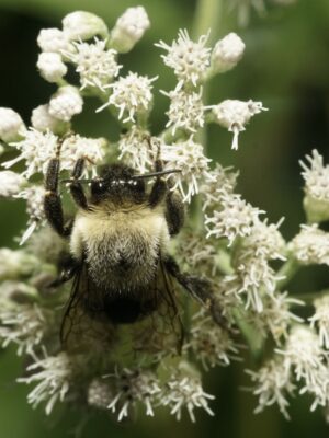 Bee pollinating Boneset