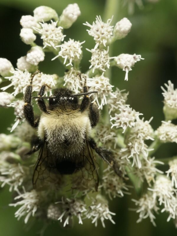 Bee pollinating Boneset