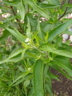 Boneset stem and leaves, starting to bloom in summer