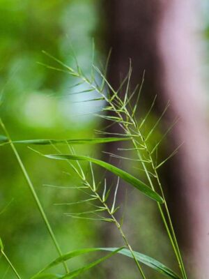 Bottlebrush Grass seed head close up