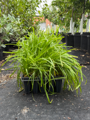 Bristly Sedge (Carex comosa) growing in a 50-cell plug tray with bright green leaves ready for wetland and rain garden planting.