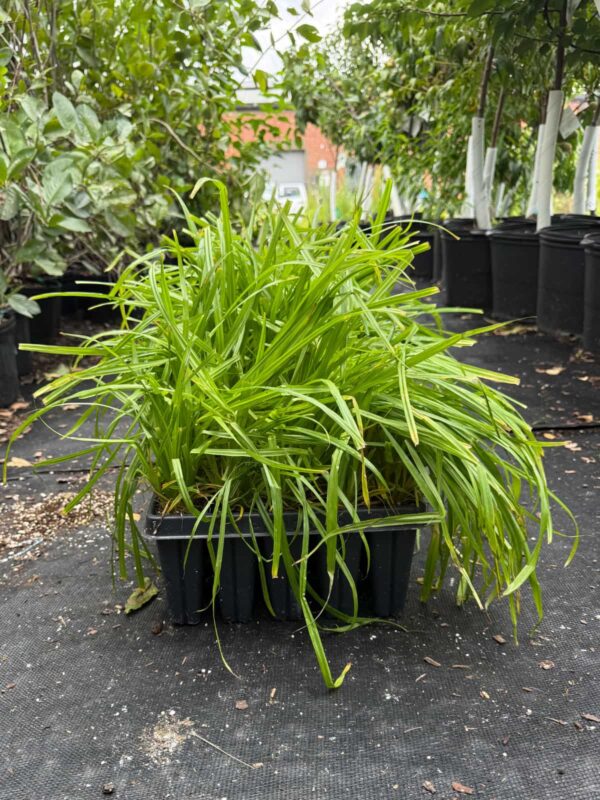 Bristly Sedge (Carex comosa) growing in a 50-cell plug tray with bright green leaves ready for wetland and rain garden planting.