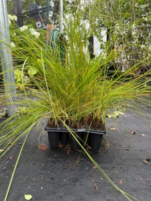 Broad-leaved Woolly Sedge (Carex pellita) 50-cell plug tray with dense green foliage ready for planting.
