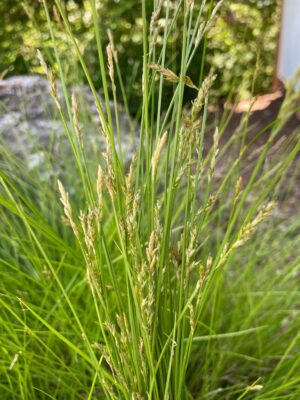 Brome-Like Sedge (Carex bromoides) seed head close up