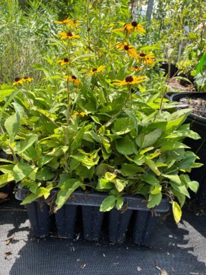 50-cell plant tray of Brown-eyed Susan (Rudbeckia triloba) plugs with blooming yellow flowers and healthy green foliage, ready for prairie, pollinator, and native garden plantings.