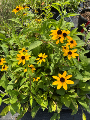 Close-up of Brown-eyed Susan (Rudbeckia triloba) displaying clusters of bright yellow daisy-like flowers with dark brown centers above lush green foliage.