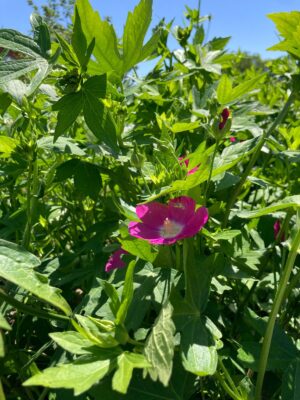 Bush’s Poppy Mallow (Callirhoe bushii) flower and foliage close up