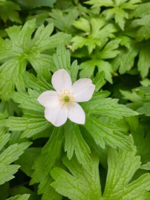 White Canada Anemone blooming in woodland