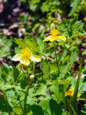Celandine Poppy blooming in clump at base of tree