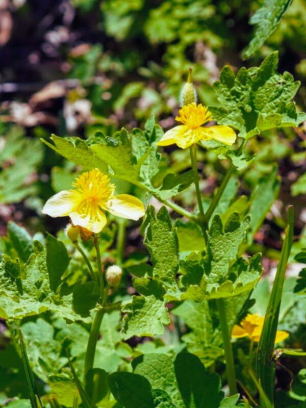Celandine Poppy blooming in clump at base of tree