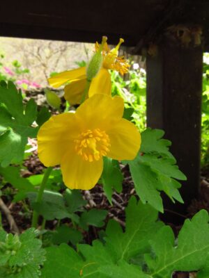 Celandine Poppy blooming under bridge on Missouri hiking trail