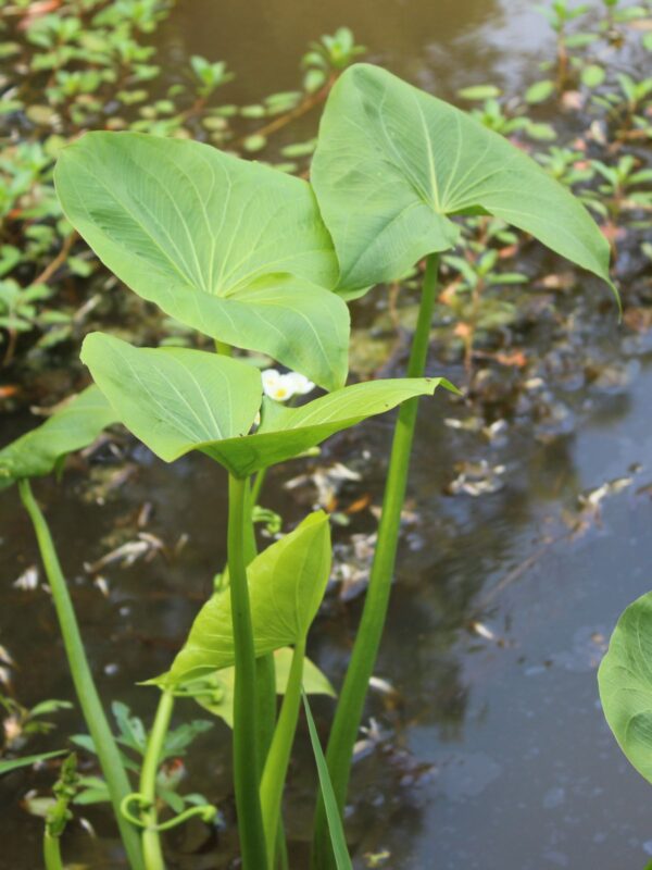 Leafy Common Arrowhead beginning to bloom at lake margin. Arrow leaves visible