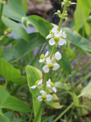 Common Arrowhead blooming in river
