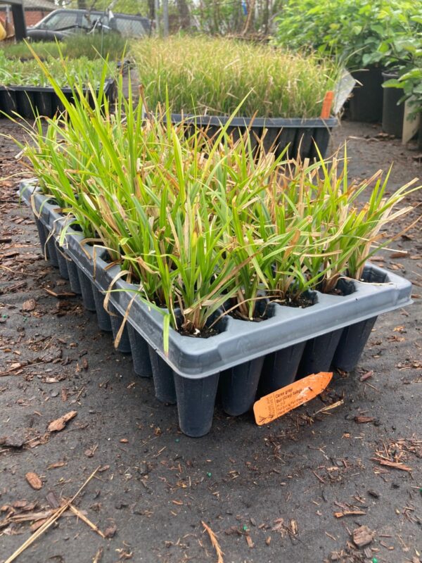 Common Bur Sedge 45 degree angle of 50 plug tray in greenhouse