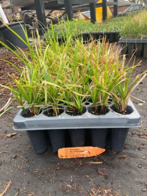 Gray's Sedge 50 plug tray