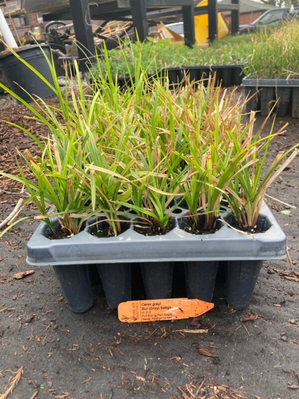 Gray's Sedge 50 plug tray