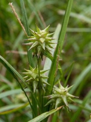 Gray's Sedge, Common Bur Sedge seed head close up