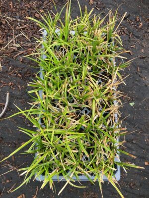 Common Bur Sedge seedlings view from top