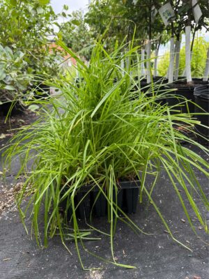 Common Fox Sedge (Carex stipata) growing in a 50-cell plug tray with dense, arching green foliage ready for wetland, rain garden, and shoreline planting.