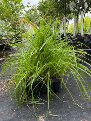 Common Fox Sedge (Carex stipata) growing in a 50-cell plug tray with dense, arching green foliage ready for wetland, rain garden, and shoreline planting.