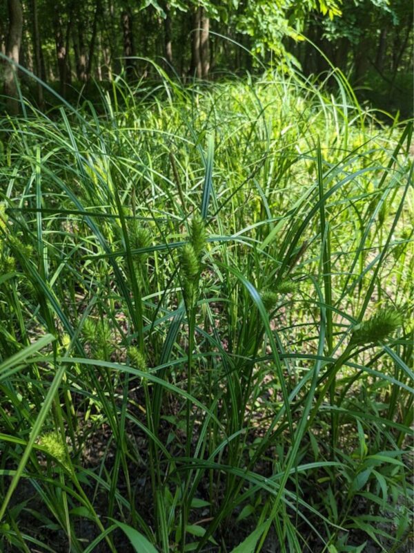 Common Hop Sedge blooming with spiky seed heads in woodland sunlight