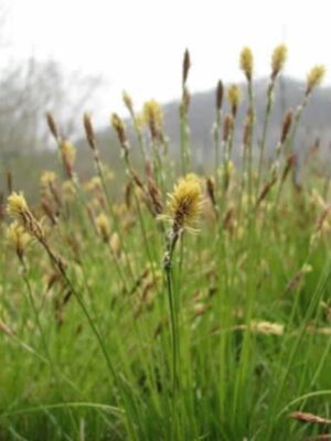 Common Oak Sedge (Carex pensylvanica) close up bloom flowers