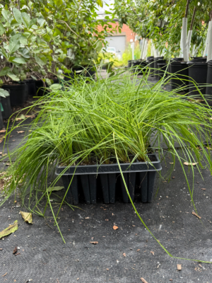 Common Tussock Sedge (Carex stricta) plant plug tray with lush green leaves in a nursery tray, ready for wetland restoration and rain garden planting.
