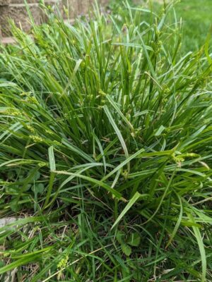 Common Wood Sedge clump near stone wall flowering in summer