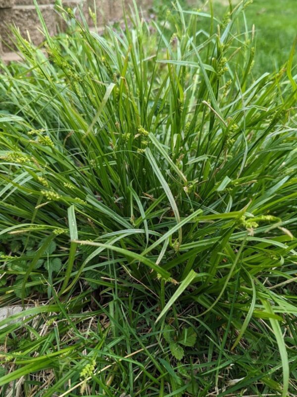 Common Wood Sedge clump near stone wall flowering in summer