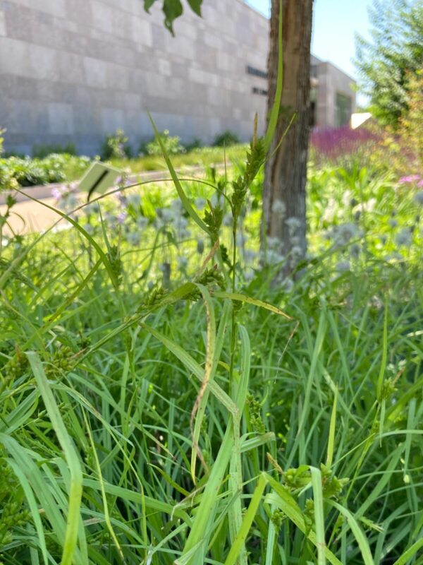 Common Wood Sedge (Carex blanda) in native garden bed