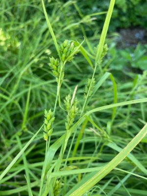 Common Wood Sedge (Carex blanda) green sead head close up