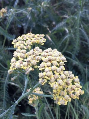 Pale yellow Common Yarrow in garden bed towards end of summer season