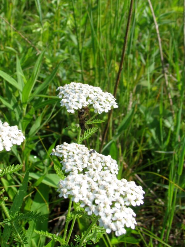 Yarrow growing in sunny field