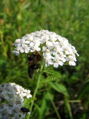 White Yarrow with bee in field