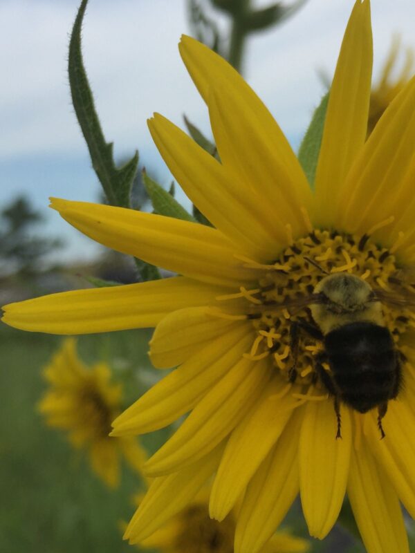 Compass Plant flower with bumblebee