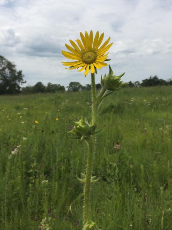 Compass Plant blooming in prairie