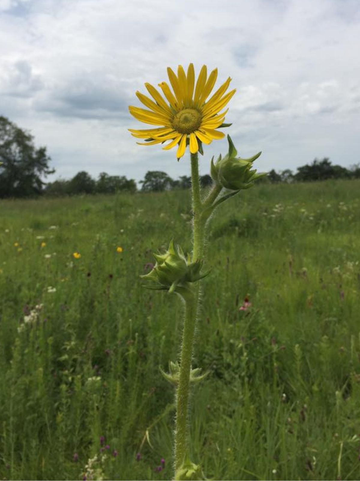 Compass Plant (Silphium laciniatum)