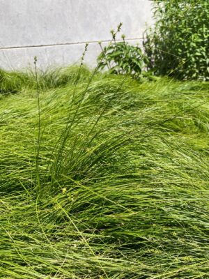 Rosy Sedge growing in garden bed