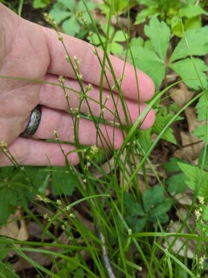 close up of Curly-styled Wood Sedge pink star-like seed head