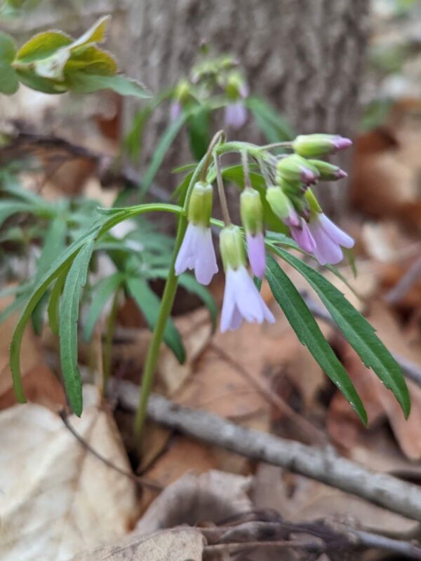 Cut-Leaf Toothwort blooming at base of tree in woodland forest