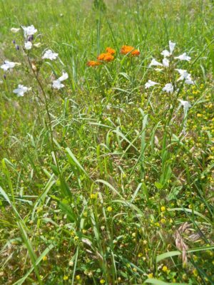 Butterfly Milkweed and Foxglove Beardtongue and grasses in field
