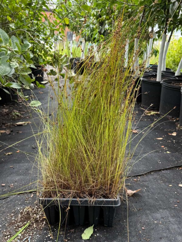 Dudley's Rush (Juncus dudleyi) plant plug tray with upright rush stems and developing seed heads, ready for wetland restoration and native landscape planting.