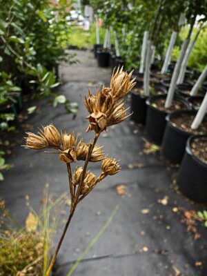 Close-up of mature Dudley's Rush (Juncus dudleyi) seed heads on slender stems, showing ripe seed capsules in a native plant nursery.
