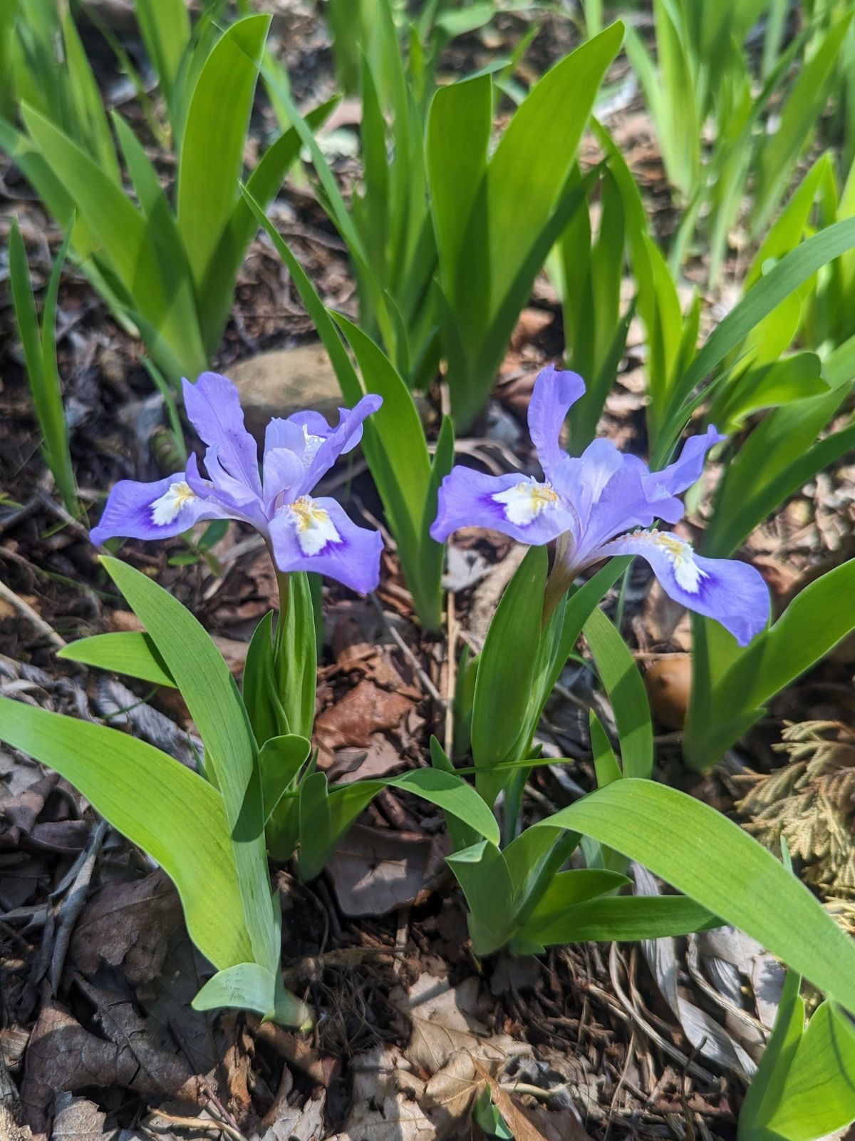 Two light purple Dwarf Crested Irises blooming in woodland