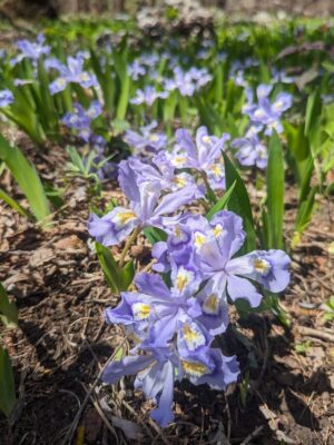 Dwarf Crested Iris (Iris cristata) growing in a line in woodland