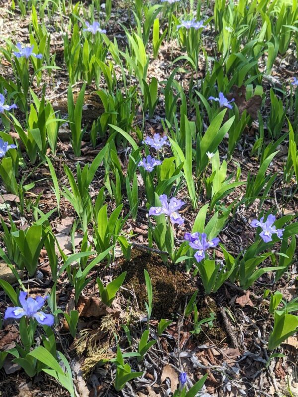 Dwarf Crested Iris growing in clumps in woodland