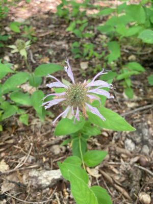 Eastern Beebalm (Monarda bradburiana) with pale lavender tubular flowers blooming in a woodland setting during spring