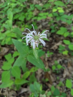 Eastern Beebalm flower close up
