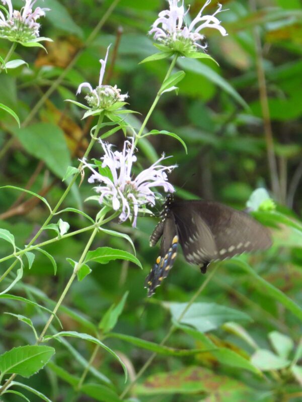 Eastern Beebalm close up with butterfly